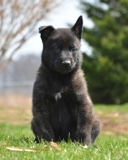 Dutch Shepherd puppies for sale at Cher Car Kennels