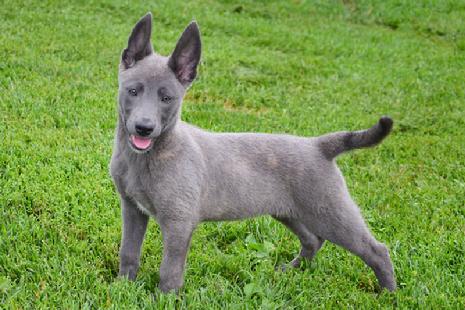 Dutch Shepherd puppies for sale at Cher Car Kennels