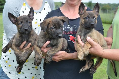 Dutch Shepherd puppies for sale at Cher Car Kennels