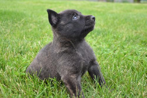 Dutch Shepherd puppies for sale at Cher Car Kennels