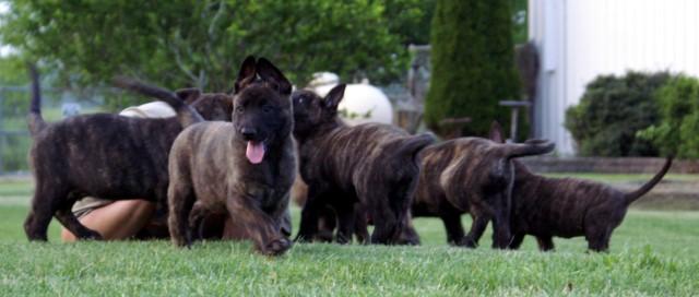 Dutch Shepherd puppies for sale at Cher Car Kennels