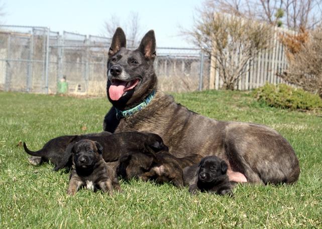 Dutch Shepherd puppies at Cher Car Kennels