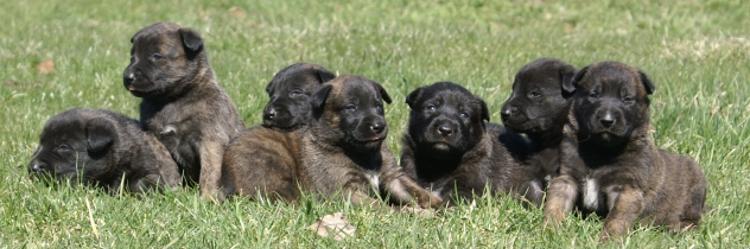 Dutch Shepherd puppies at Cher Car Kennels