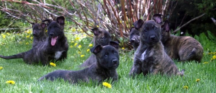 Dutch Shepherd Puppies at Cher Car Kennels