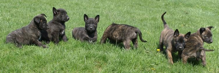 Dutch Shepherd puppies at Cher Car Kennels