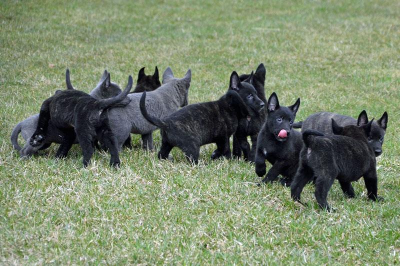 Dutch Shepherd puppies for sale at Cher Car Kennels