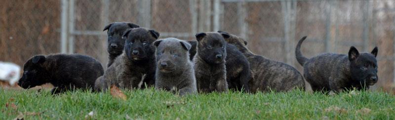 Dutch Shepherd puppies for sale at Cher Car Kennels
