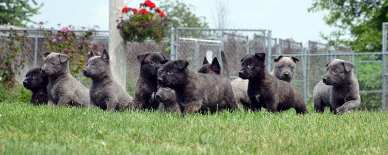 Dutch Shepherd puppies for sale at Cher Car Kennels