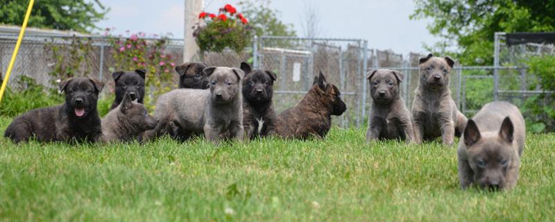 Dutch Shepherd puppies for sale at Cher Car Kenenls