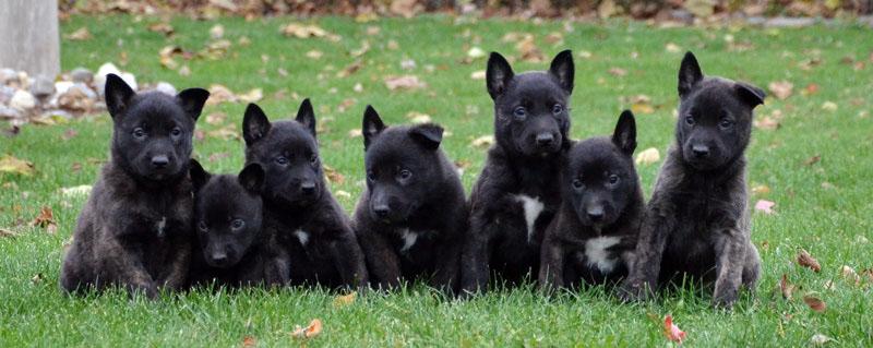 Dutch Shepherd puppies for sale at Cher Car Kennels