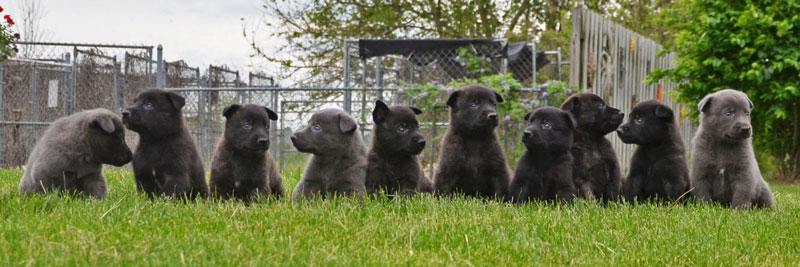 Dutch Shepherd puppies for sale at Cher Car Kennels