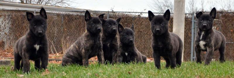 Dutch Shepherd puppies for sale at Cher Car Kennels