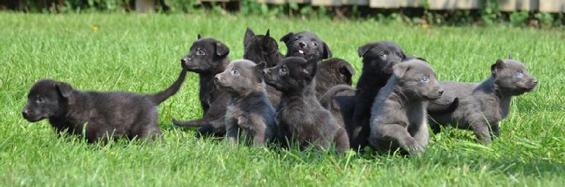 Dutch Shepherd puppies for sale at Cher Car Kennels