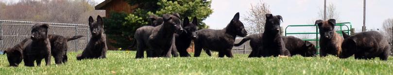 Dutch Shepherd puppies for sale at Cher Car Kennels