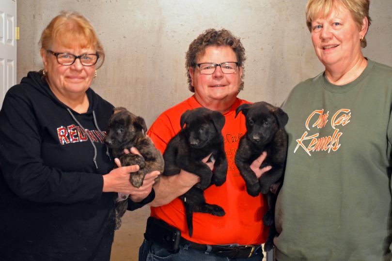 Dutch Shepherd puppies for sale at Cher Car Kennels