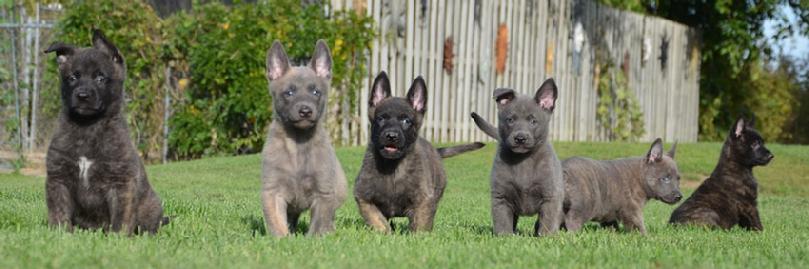 Dutch Shepherd puppies for sale at Cher Car Kennels