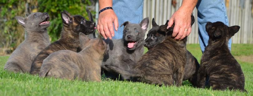 Dutch Shepherd puppies for sale at Cher Car Kennels