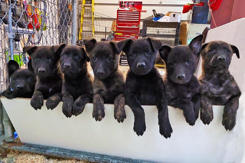 Dutch Shepherd puppies for sale at Cher Car Kennels