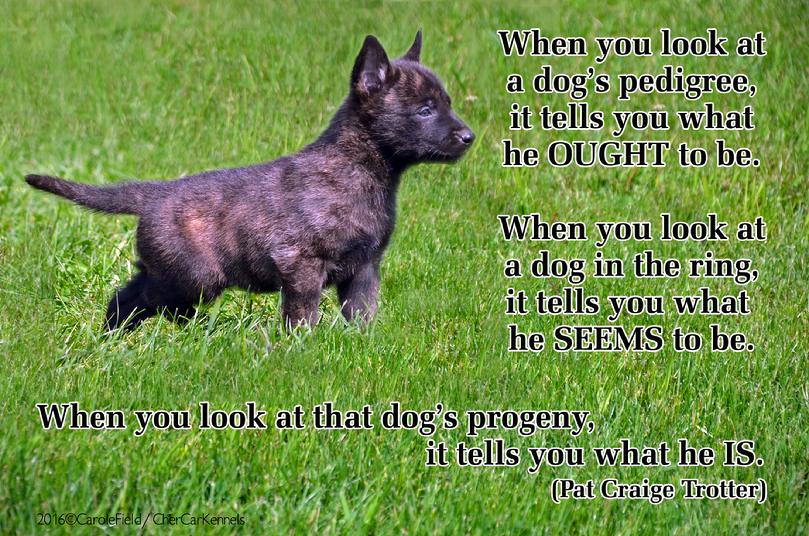 Dutch Shepherd puppies for sale at Cher Car Kennels