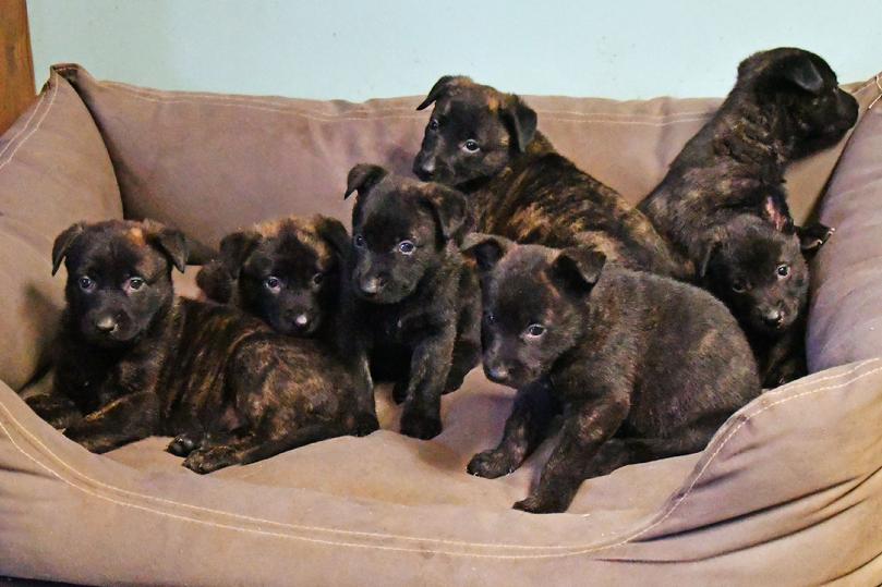 Dutch Shepherd puppies for sale at Cher Car Kennels