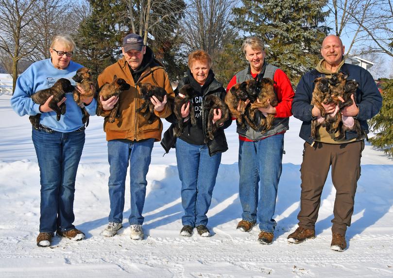 Dutch Shepherd puppies for sale at Cher Car Kennels