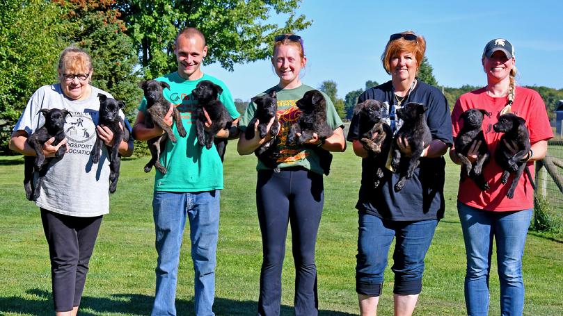 Dutch Shepherd puppies for sale at Cher Car Kennels