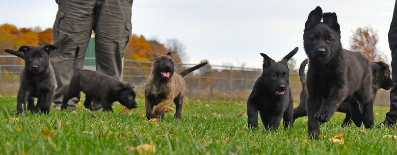 Dutch Shepherd puppies for sale at Cher Car Kennels