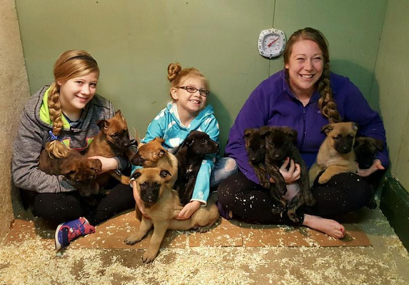 Dutch Shepherd puppies for sale at Cher Car Kennels