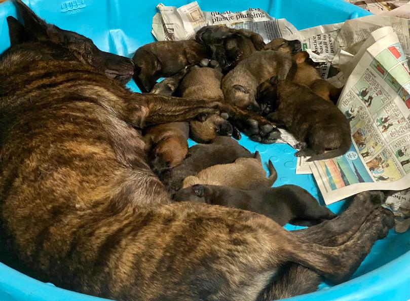 Dutch Shepherd puppies for sale at Cher Car Kennels