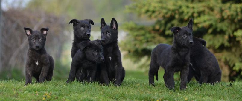 Dutch Shepherd puppies for sale at Cher Car Kennels