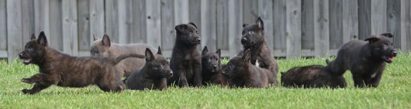 Dutch Shepherd puppies for sale at Cher Car Kennels