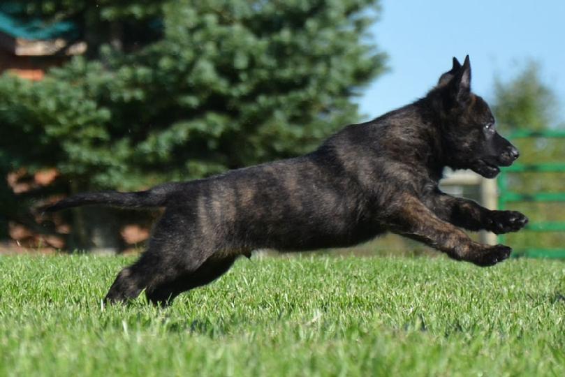 Dutch Shepherd puppies for sale at Cher Car Kennels