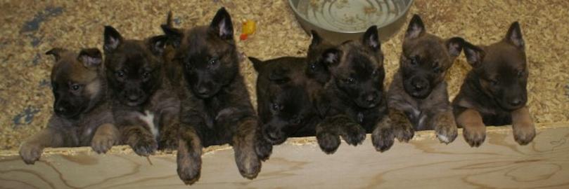 Dutch Shepherd puppies at Cher Car Kennels