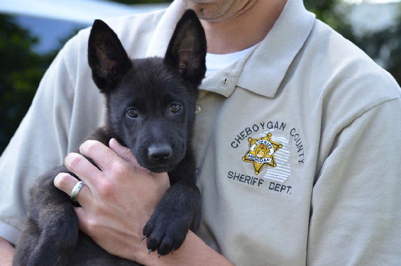 Dutch Shepherd puppies for sale at Cher Car Kennels
