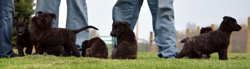 Dutch Shepherd puppies for sale at Cher Car Kennels