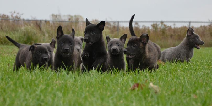 Dutch Shepherd puppies for sale at Cher Car Kennels
