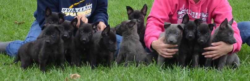 Dutch Shepherd puppies for sale at Cher Car Kennels