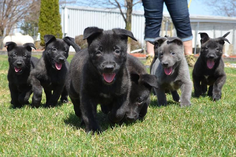 Dutch Shepherd puppies for sale at Cher Car Kennels