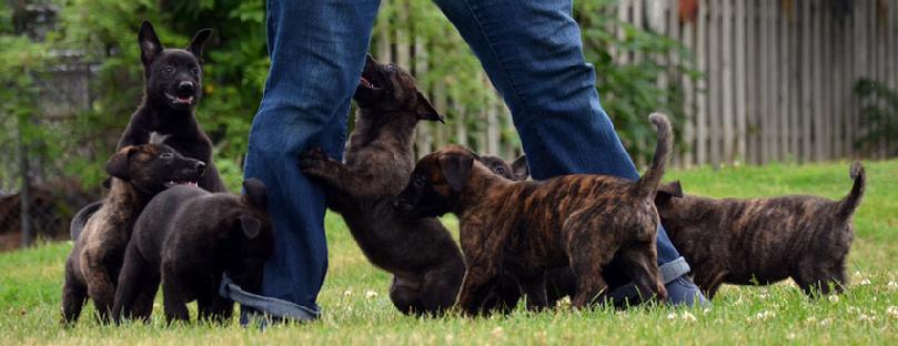 Dutch Shepherd puppies for sale at Cher Car Kennels