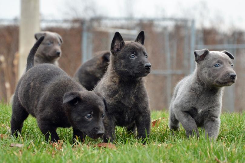 Dutch Shepherd puppies for sale at Cher Car Kennels