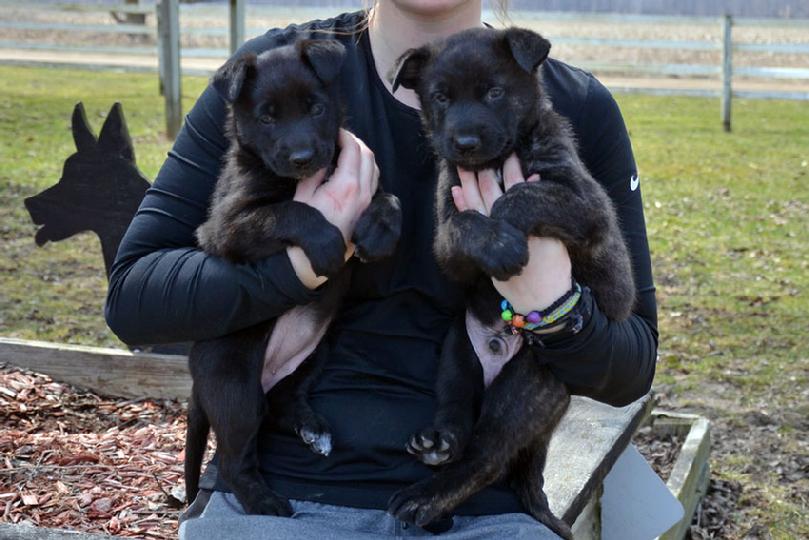 Dutch Shepherd puppies for sale at Cher Car Kennels