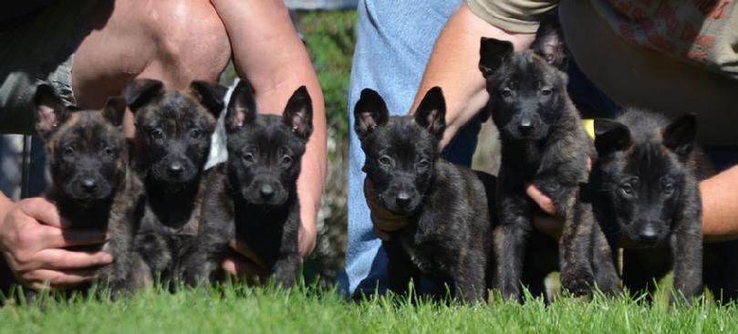 Dutch Shepherd puppies for sale at Cher Car Kennels