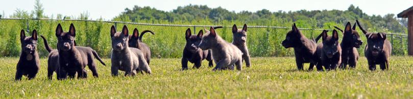 Dutch Shepherd puppies for sale at Cher Car Kennels