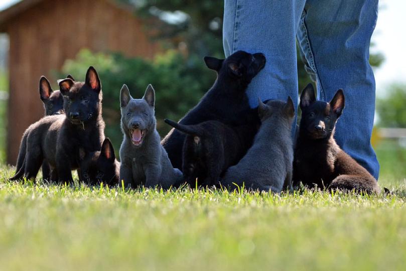 Dutch Shepherd puppies for sale at Cher Car Kennels