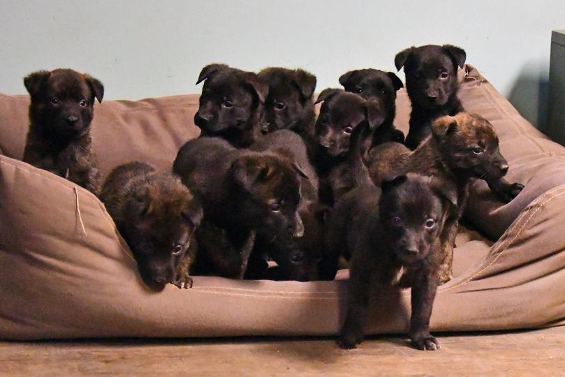 Dutch Shepherd puppies for sale at Cher Car Kennels