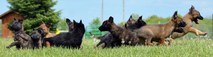 Dutch Shepherd puppies for sale at Cher Car Kennels
