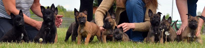 Dutch Shepherd puppies for sale at Cher Car Kennels