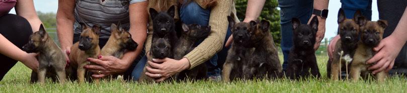 Dutch Shepherd puppies for sale at Cher Car Kennels