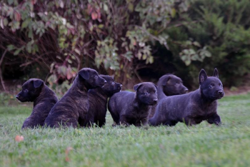 Dutch Shepherd puppies for sale at Cher Car Kennels