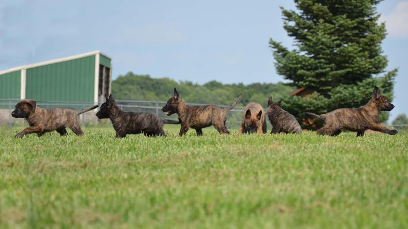 Dutch Shepherd puppies for sale at Cher Car Kennels